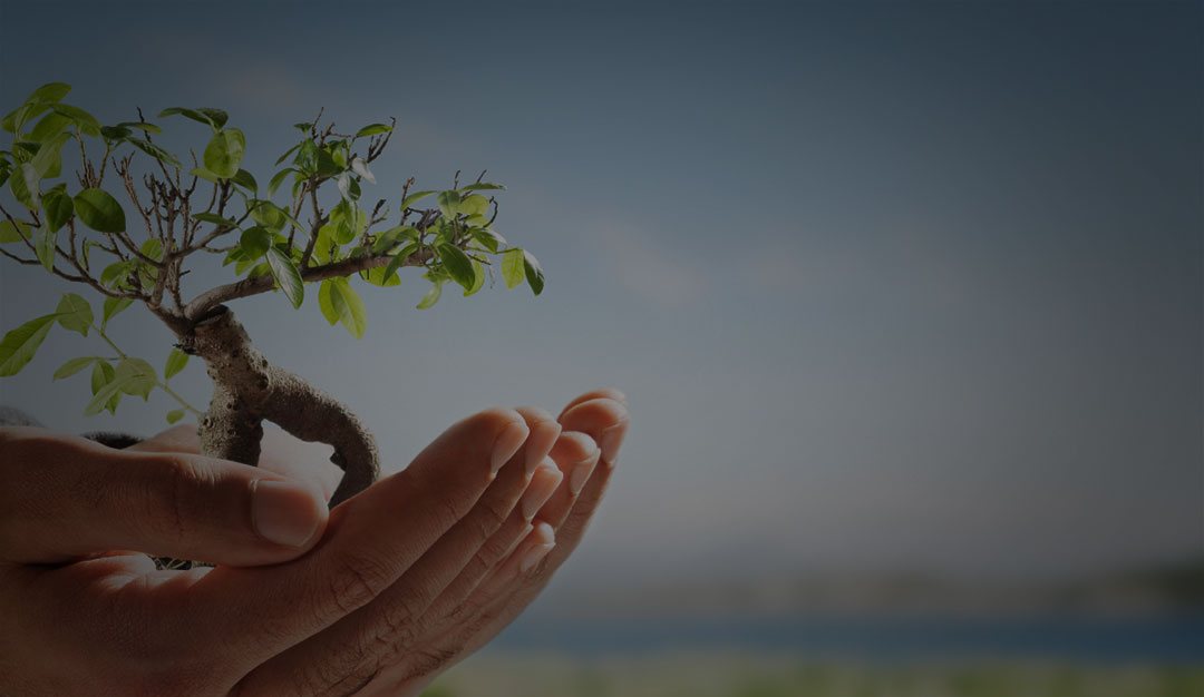 photo of a person holding a small tree to depict sustainability practices in our business